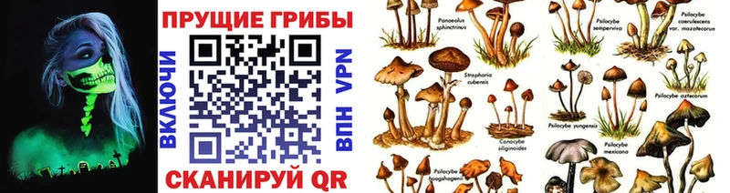 Псилоцибиновые грибы Cubensis  где купить наркотик  Шахты 
